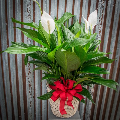 Peace Lily - Various Sizes from Marion Flower Shop in Marion, OH